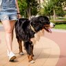 『モラルがない犬の飼い主』の行動5選　周りが大迷惑しているタブー行為や守るべきマナーまで