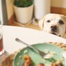 犬が人のごはんを見てくる理由5つ　可愛いおねだりへの適切な対処法まで
