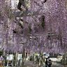 【宍粟市】山崎町の大歳神社で「千年藤」がまもなく見ごろ　5月6日まで藤まつり開催