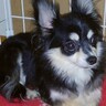 ケージから出ようとしない元繁殖犬…毎日『かわいいね』と話しかけた結果→感動的な『数年後の光景』に「なんて素敵な物語」「絆感じる」と絶賛
