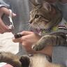 爪切りと悟った瞬間、猫が…分かりやすく『絶望する様子』に爆笑の声続出「ゴメンだけど笑った」「歯の治療してるときの自分ｗ」