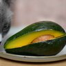 猫の命を脅かす『危険な野菜』5つ　どれくらい食べたら危ない？誤飲したときの対処法は？
