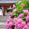 「約60種10000株」のあじさいが咲き乱れる大和郡山市の「あじさい寺」でアジサイ園開園！