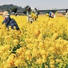 “黄色いじゅうたん”摘んで