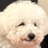 犬と一緒にレストランに行った結果→先に食べ終わってしまって…なんだか切ない『虚無すぎる光景』に5万いいね「気持ちはわかるｗｗ」と爆笑