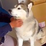 犬が『工事のおじちゃん』を好きになり過ぎた結果…仕事にならないほどの『構ってアピール』が可愛いと74万再生「モフモフ接待ｗ」大絶賛の声