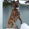 家に帰ったら、庭にいた甲斐犬が…個性が強すぎる『おかえりの舞』に3万いいね集まる「マリオのジャンプ力で草」「活きが良いの笑うｗ」と反響