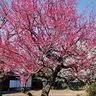紅白の梅が古民家彩る　愛川町の山十邸