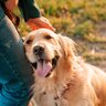 犬に『居心地がいい』と感じさせる人の特徴3つ　安心感を与えて仲を深めるための方法とは
