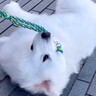 散歩拒否をしていた赤ちゃん犬が、約4年後…超大型犬に成長しても変わらない『想像以上の光景』が6万再生「後ろ姿最高」「子泣き爺ｗ」と爆笑
