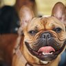 犬が『舌を出している』ときの理由4つ　主な心理・原因から注意すべきポイントまで