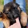 飼い主が大好きで『あまえんぼう』な犬種5選　人懐っこいワンコがみせる行動や主な特徴まで