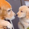 大型犬が『甥っ子と初めて会った』結果…尊すぎる『無邪気な反応』が19万再生「ちゃんと叔父さんｗ」「お顔がそっくり」と感動の声