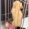 赤ちゃん犬から少し目を離した結果→水飲み容器の中で…想定外な光景と尊い反応が63万再生「ヤバッ！って顔ｗ」「ジャストフィットで草」