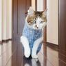 朝ご飯準備中のママについていく猫→『赤ちゃんの声』がしたら…まさかの『愛おしすぎる行動』が28万再生「本当にいい子で涙」「たまらない」