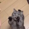 『イチゴ食べる人？』と猫に聞いてみると…まさかの『かわいすぎる光景』が294万再生「かわいいが渋滞しすぎ」「キュン死してしまった」
