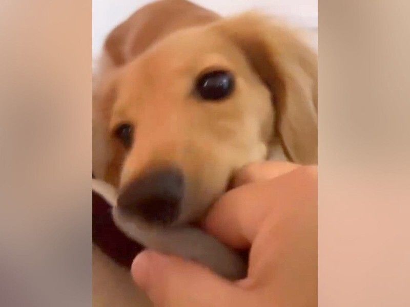 お母さんの手を噛んでしまった犬→指摘された時の反応が『人間