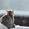 「生きたい！」酷寒の森で助けを求めてきた瀕死の猫　無事保護され回復中　アメリカ