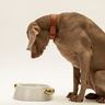 犬に絶対に与えてはいけない『たまねぎ』の致死量とは　食べてしまった場合の症状や対処法を解説