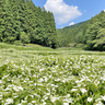 半夏生園でミニマルシェ　奈良・御杖村で13日から