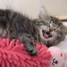 子猫が寝言いいながら起きたと思ったら、次の瞬間…思わず頰が緩む『まさかの光景』が123万再生「可愛すぎて涙出てきた」「添い寝したい」