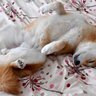 犬が飼い主の前で『へそ天』をする心理5選　無防備な状態でくつろいでもらうためにはどうしたらいいの？