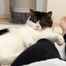数日ぶりに帰宅したママ→嬉しくなった猫2匹の行動が…羨ましすぎる『甘えん坊全開な姿』が5万再生「愛されてるね」「幸せいっぱいで癒された」