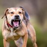 犬が急に『攻撃的』になるときの理由6つ　豹変した原因から飼い主がすべき対処法まで