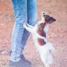 犬が飼い主に『ソフトタッチ』するときの心理4つ　どんな理由が隠されているの？愛犬が伝えたいこととは