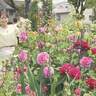 今が見頃！福山市「ばら公園」でバラ尽くしの散策を楽しもう