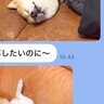 仕事中の夫から突然LINE→犬の写真が送られてきて…まさかの『仕事にならない光景』が面白可愛いと3万再生「休日確定ｗ」「なでなでしたい」