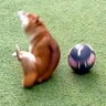 犬にボールを渡した結果…まさかの『忍法・かわし身の術』に120万再生の反響「シュールすぎるｗ」「前世は忍び」爆笑とツッコミ続々
