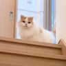 『１週間ぶりに帰ってきた飼い主』を見て固まった猫→次の瞬間……思わず感動の光景に「うれしいのが伝わってくる」「良かったねぇ泣」の声