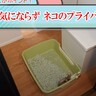 猫ちゃんを飼っている方必見♡ペット用トイレを備えたトイレスペースって？