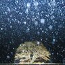 冬ならではの絶景！十勝の名所「ハルニレの木」がライトアップ