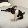 暑すぎるので1年ぶりに『ひんやり布団』を出してみたら、猫が…思わず笑っちゃう『可愛すぎる光景』が3万再生「最高だねｗ」「テンションMAXｗ」