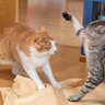 兄弟猫が『急に仲が悪くなった』！考えられる3つの原因と対処法