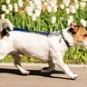 犬が絶対食べてはいけない『春の植物』5選　誤食してしまった時の危険な状態とは？
