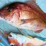 新潟沖の冬のタイラバ釣行でマダイ爆釣！【光海丸】早上がりも2人で15尾キャッチ