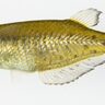 クニマスにカワメンタイ！琵琶湖博物館で＜世界の湖沼＞に生息する淡水魚が楽しめる企画展を開催【滋賀県草津市】
