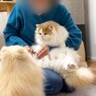 猫を抱き上げて『爪切り』していたら、犬が勘違いして…悶絶必須の尊すぎる姿が12万再生「キレてもただ可愛いw」「優しい世界」の声