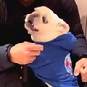 4日ぶりに帰宅したら、玄関で犬が…喜びが大爆発してしまう『熱烈歓迎っぷり』が28万再生「全身から嬉しさが溢れてる」「最高すぎ」と絶賛