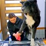 大型犬が家に上がる前にする儀式…お出かけ後の『お利口さん過ぎる姿』が300万再生「信頼関係がバッチリ」「うちの旦那よりえらいｗ」と絶賛