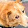 散歩中、小さい子どもに『犬！！！』と声を掛けられた結果→まさかの『可愛すぎる表情』に10万いいね「ドヤ顔が良い」「人が好きなのわかる」