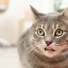 猫の『賢さ』はどれくらい？猫の知能レベルに関する豆知識4選