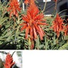 オレンジの彩り鮮やかに　下新城にアロエの花