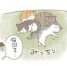 全員集合で眠る猫達が引き起こすハッピーハプニング!?【猫エッセイ】交通事故にあった猫を拾いました