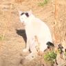 庭に現れた『足の動かない猫』を家族に迎えた結果→2年が経過した現在は……「涙がでてしまった」「奇跡の子だね」と感動する人続出