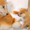 犬の赤ちゃんが『お手を覚えた』結果…お姉ちゃんにした『まさかの間違い』が可愛すぎると35万再生「そこじゃないｗｗ」「平和で癒された」