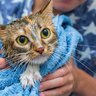 溺れた猫を発見「泳げなくても、見捨てることはできない！」救助したコンビニ配達員に称賛の嵐　タイ
